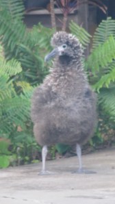 Albatross Chick